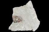 Wide, Enrolled Flexicalymene Trilobite In Shale - Ohio #72022-2